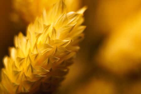 Fragment of floral design. Beautiful abstract yellow background, soft focus.の写真素材