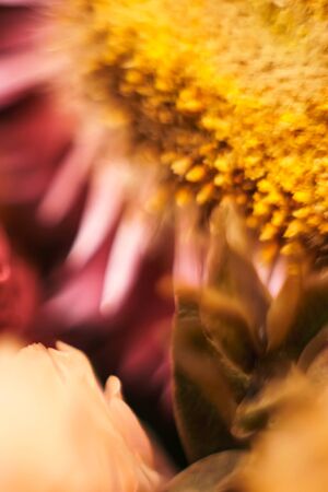 Vibrant spring concept. Dry flower close up in soft focus. Smartphone wallpaper shooted macro.の写真素材