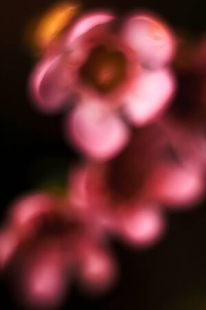 Defocused blur petals, abstract romance background. Soft flower card. Pastel gentle colors shoted macro.の写真素材