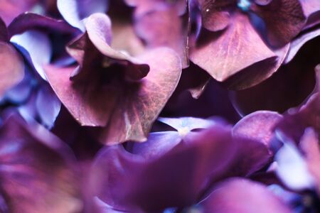 Defocused blur petals, abstract romance background. Soft flower card. Pastel gentle colors shoted...