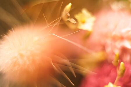 Beautiful gentle macro dry flower background. Blurred colourful pattern, close up. 