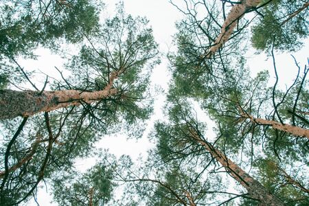 Conifers trunks taken from bottom shooted by wide angle lens.