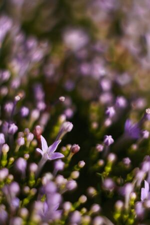 Blurred smartphone wallpaper.  Small beautiful flowers, macro in soft focus.
