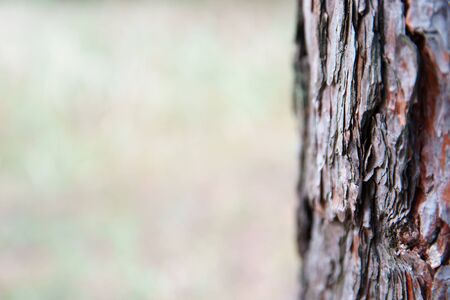 Pattern of bark with blurred background, copy space. Woodland shooted macro, soft selective focus.