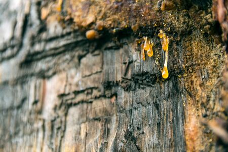Resin on old wood in natural conditions, close up with copy space.の写真素材