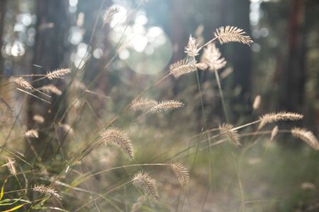 Dried wild herbs with green grass on beautiful blurred background, close up.