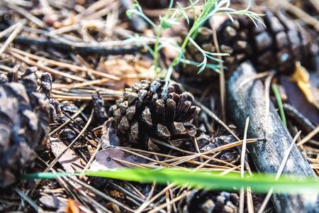 Pine cones, twigs and needles on ground. Thicket ground covered by needles. Woodland ecosystem.の写真素材