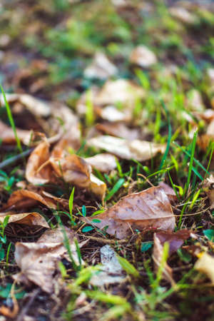 Orange autumn fallen leaves cobering green grass in soft focus.の写真素材