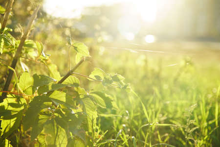 Web threads in clear weather with copy space. Greenery lit by sun on blurred background, soft selective focus.の写真素材