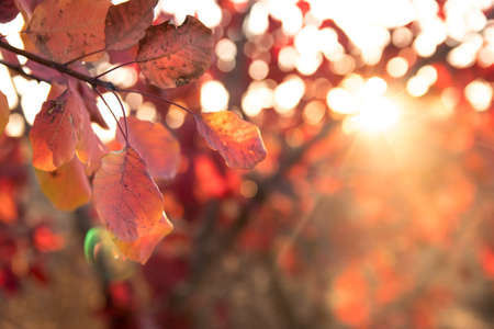 Red leaves on tree branch, close up, soft selective focus. Mid autumn.の写真素材