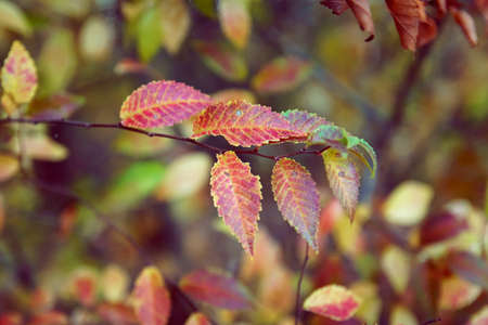 Colorful leaves on tree branch, close up, soft selective focus. October mood. Mid autumn.