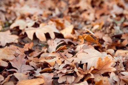Autumn mood. Fallen oak leaves on ground. Season change concept.の写真素材
