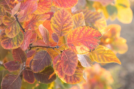 Colorful leaves on tree branch, close up, soft selective focus. October mood. Mid autumn.の写真素材