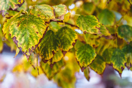 October mood. Yellow leaves on tree branch, close up, soft selective focus. Mid autumn.の写真素材