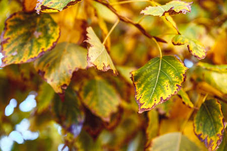 Dry yellow leaves on tree branch, close up, soft selective focus. Mid autumn.の写真素材