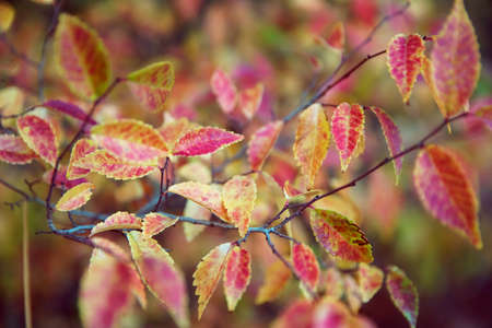 Colorful leaves on tree branch, close up, soft selective focus. October mood. Mid autumn.