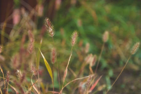 Dry herbs on blurred green background. Autumn and ecosystem concept.