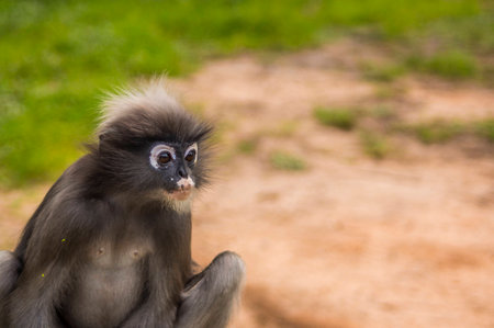 Monkeyの写真素材