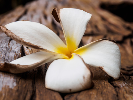 Plumeria on woodenの写真素材