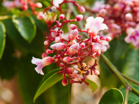 Young star fruit (Averrhoa carambola) with flower and leafの写真素材