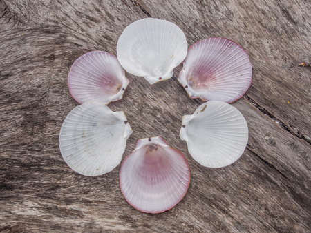 pink scallopsの写真素材