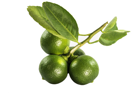 Four juicy lemons on a white backgroundの写真素材