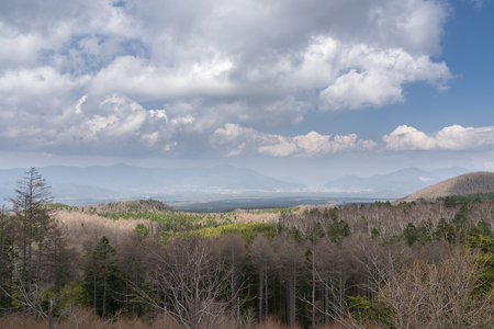 Beautiful pine forest and views. Sky with mountains japanの写真素材