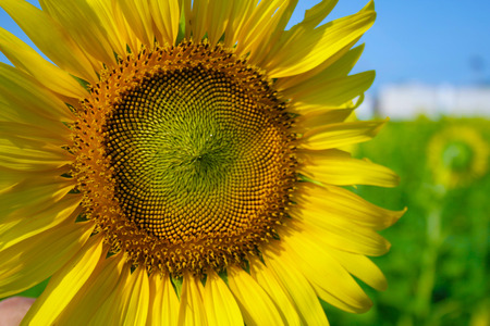 closeup  sunflower with farmの写真素材