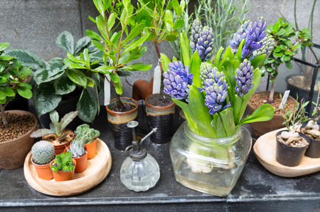 still life with Hyacinth around Cactus and succulents collection in small flowerpots at houseplantの写真素材