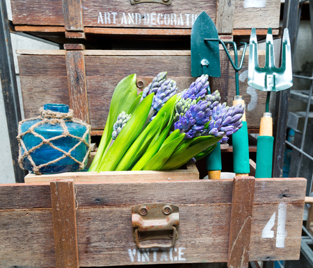still life with Hyacinth in vintage cabinet wood at rustic interior at houseplantの写真素材