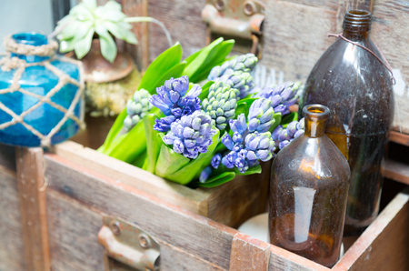 still life with Hyacinth in vintage cabinet wood at rustic interior at houseplantの写真素材