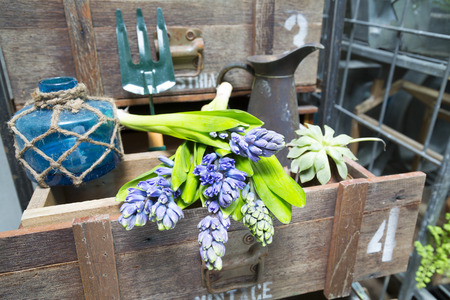 still life with Hyacinth in vintage cabinet wood at rustic interior at houseplantの写真素材