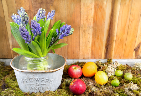 still life with Hyacinth on moss and wood background fruit at houseplantの写真素材