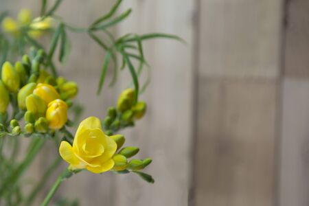 yellow freesia flowers on wooden backgroundの写真素材