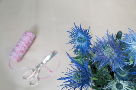 Eryngium planum Blue Sea Holly flowersの写真素材