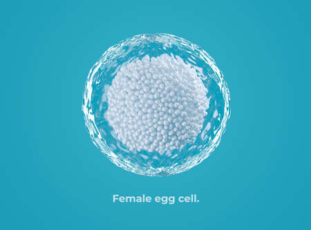 Female egg cell isolated on blue background. 3d illustration