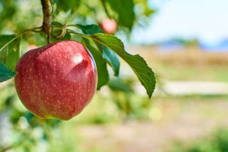 Apple tree with red apples close up in sunlight. Red apple grow on a branch. selective focus at appleの写真素材