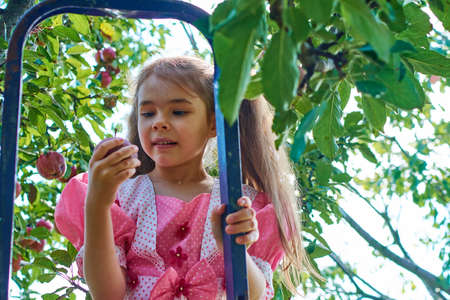 Child picking apples on a farm climbing a ladder. Little girl playing in apple tree orchard. Kids pick organic fruit. Kid eating healthy fruits at fall harvest. outdoor fun for children.の写真素材