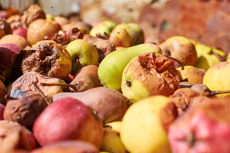 Lots of rotten apples. A scattering of rotten apples. spoiled fruit.の写真素材