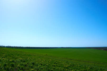 Peaceful Grass Field and Clear Blue Sky image