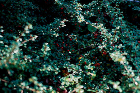 shrub with red berries in a botanical gardenの写真素材