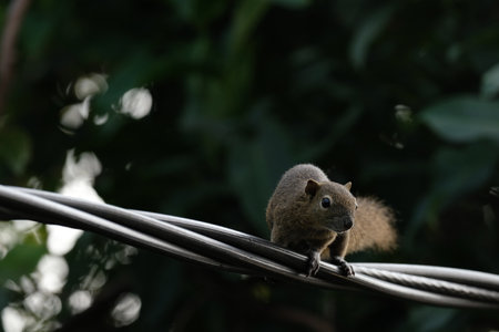 a squirrel walking on the power linesの写真素材