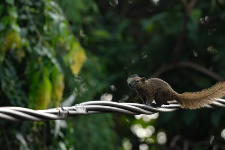 a squirrel walking on the power linesの写真素材