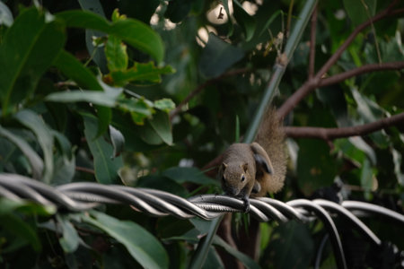 a squirrel walking on the power linesの写真素材