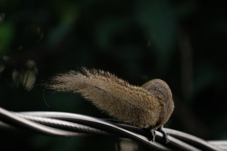 a squirrel walking on the power lines