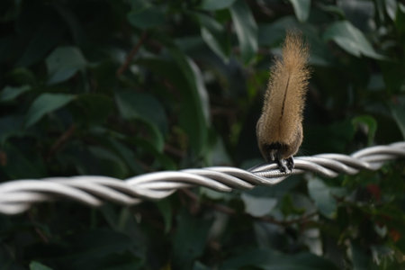 a squirrel walking on the power lines