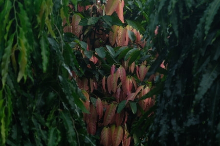 young orange leaves in springの写真素材