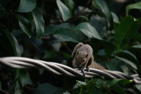 a squirrel walking on the power linesの写真素材