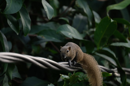 a squirrel walking on the power lines