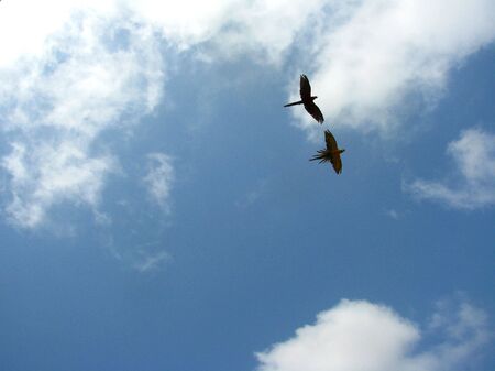 Birds in flight.